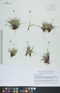 Carex concinna image
