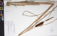 Typha angustifolia image
