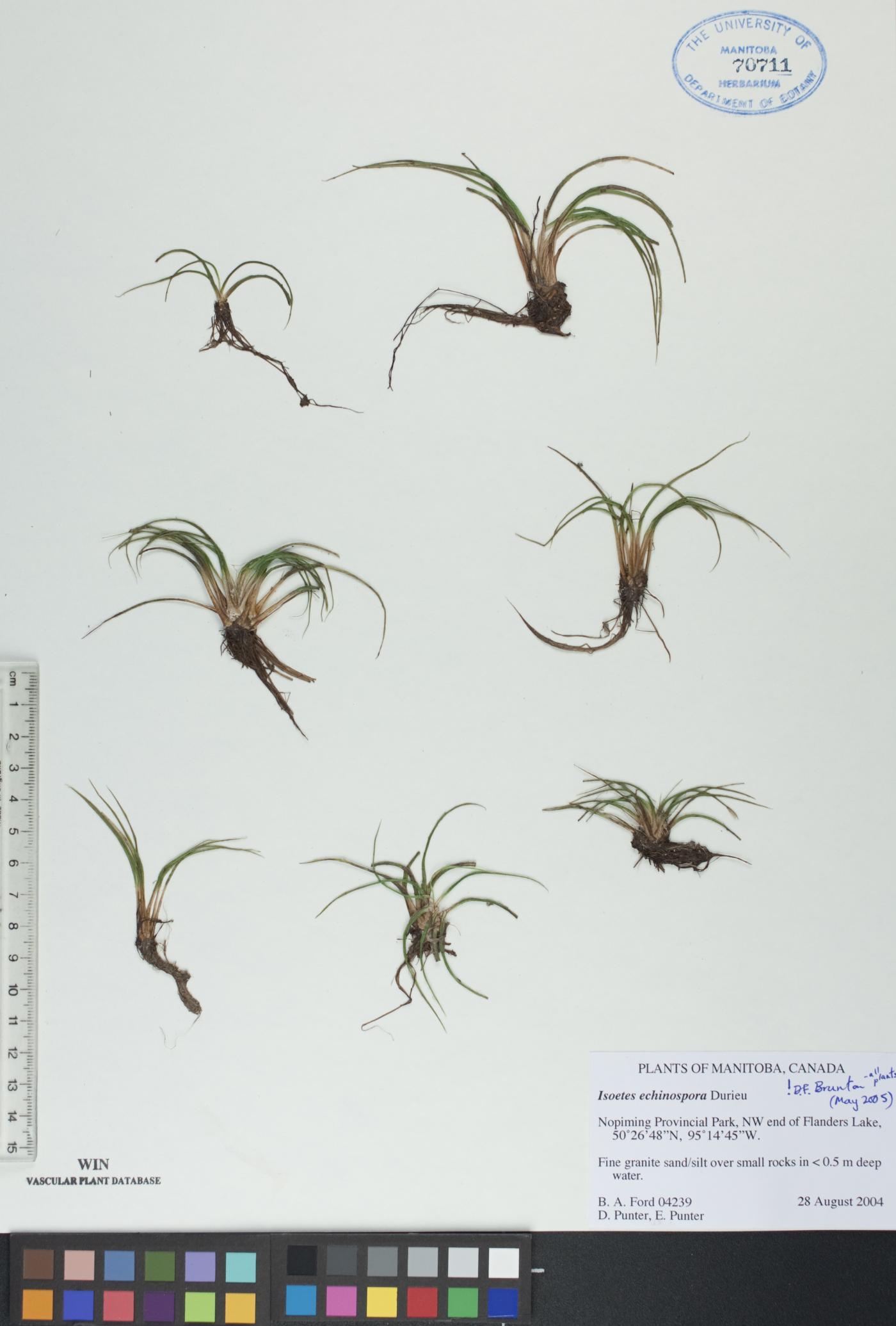 Isoëtes echinospora image