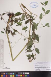 Impatiens capensis image