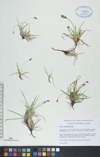 Carex concinna image