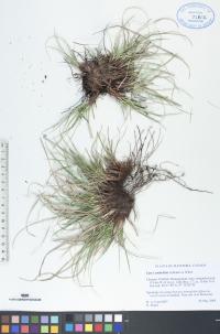 Carex umbellata image