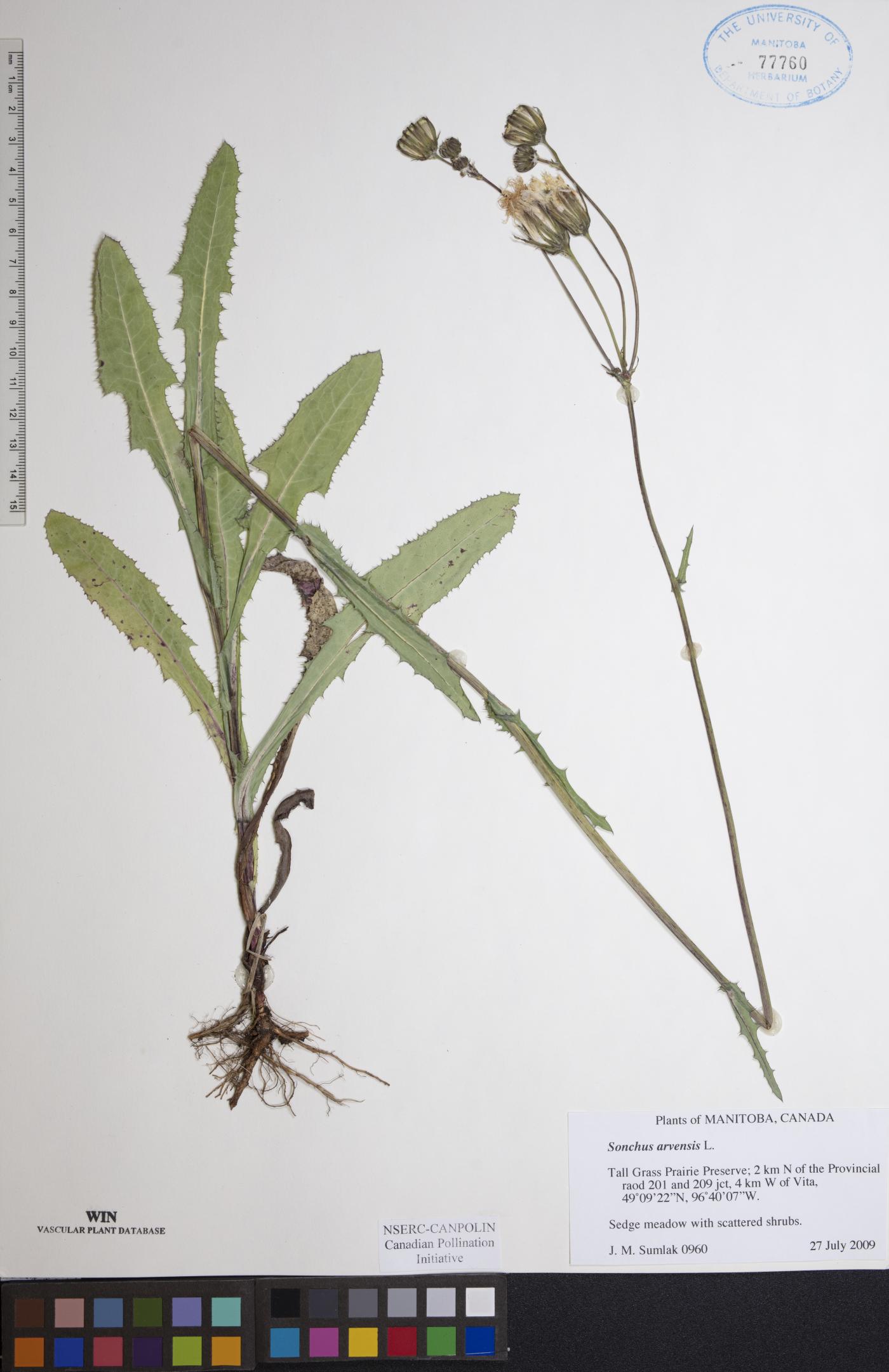 Sonchus arvensis image