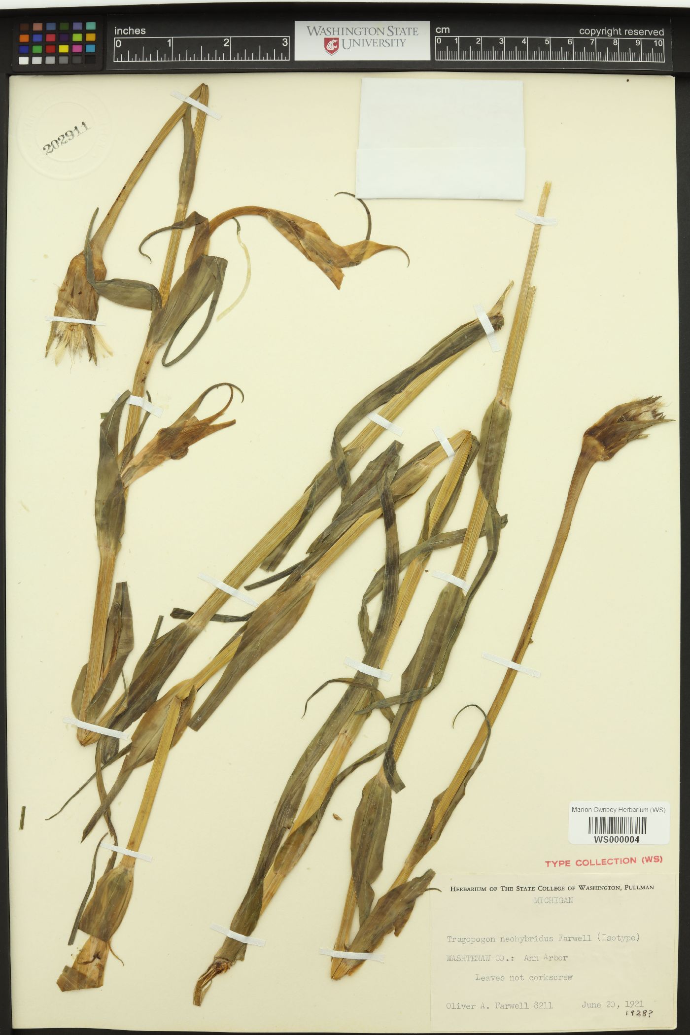 Tragopogon × neohybridus image