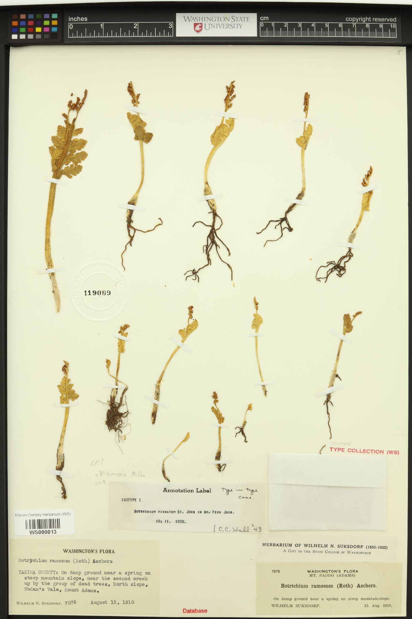 Botrychium pinnatum image