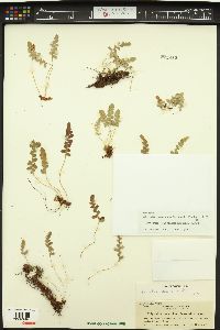 Polypodium amorphum image