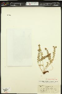 Polypodium amorphum image