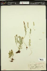 Polypodium amorphum image