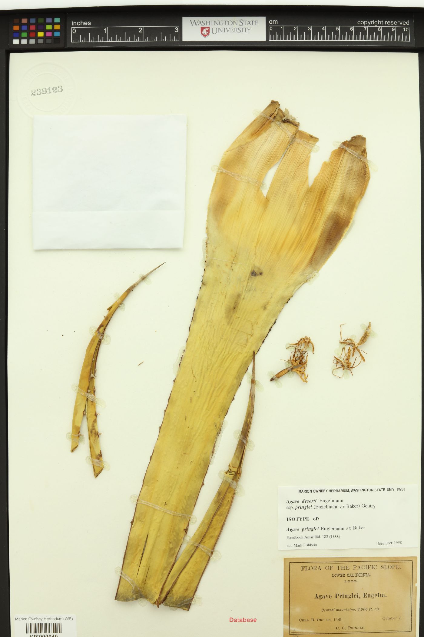Agave pringlei image