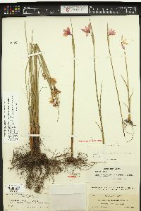 Olsynium douglasii var. inflatum image