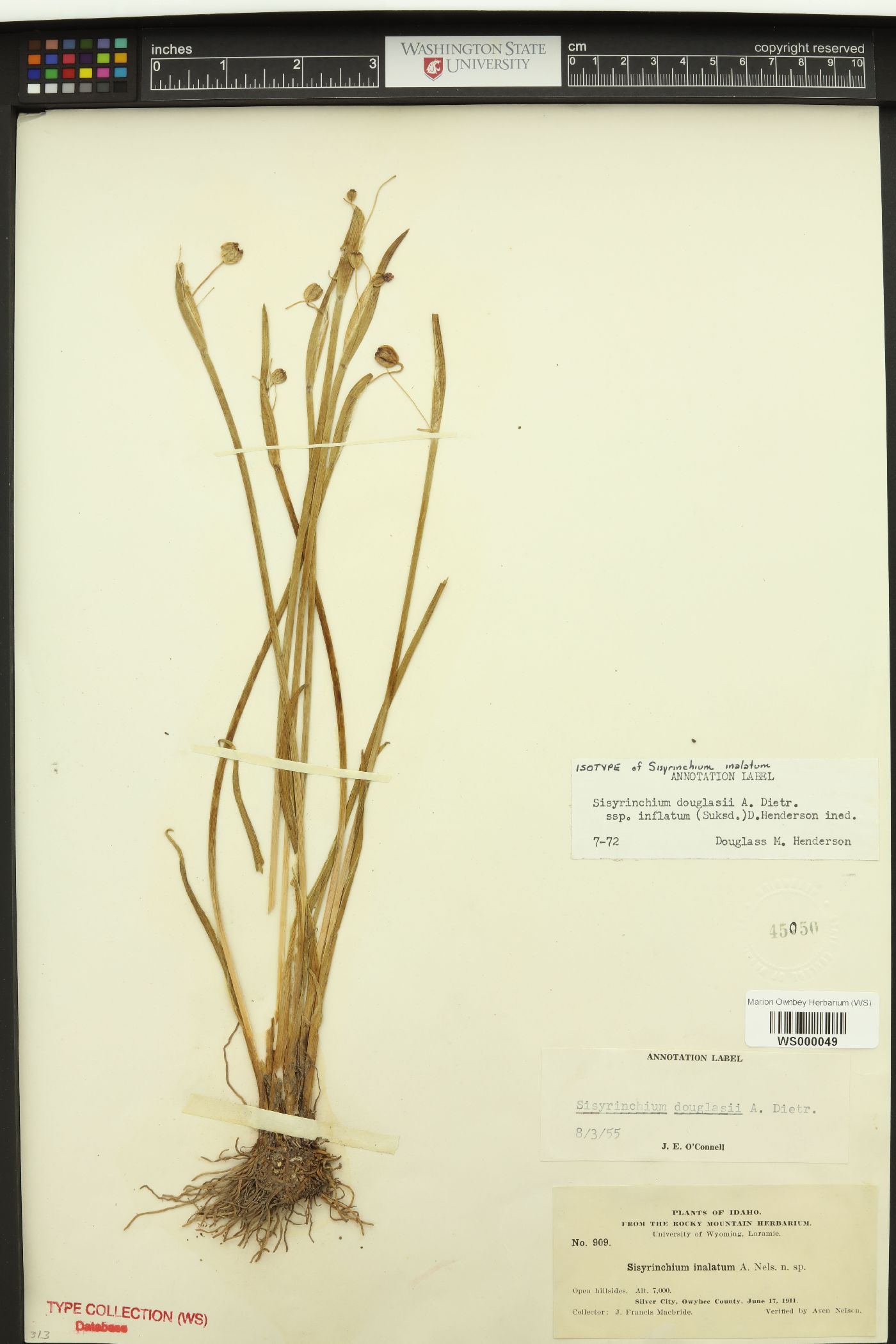 Sisyrinchium inalatum image