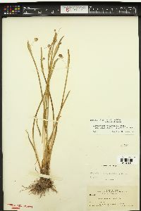 Sisyrinchium inalatum image