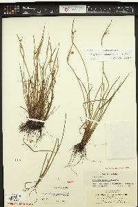 Sisyrinchium sarmentosum image