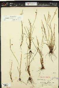 Sisyrinchium sarmentosum image