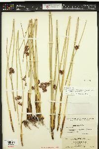 Juncus balticus subsp. ater image