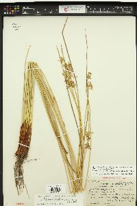 Juncus effusus var. caeruleomontanus image