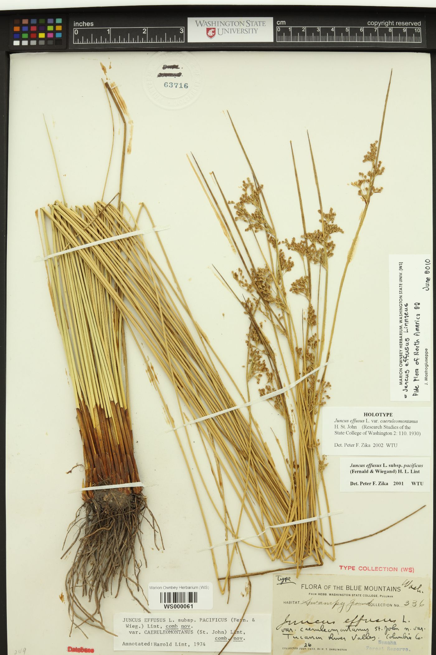 Juncus effusus var. caeruleomontanus image