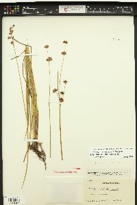 Juncus suksdorfii image