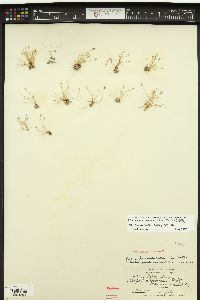 Image of Scirpus coloradoensis