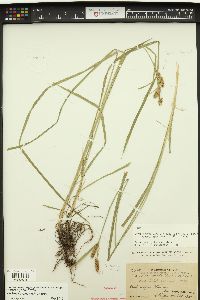 Carex aperta image