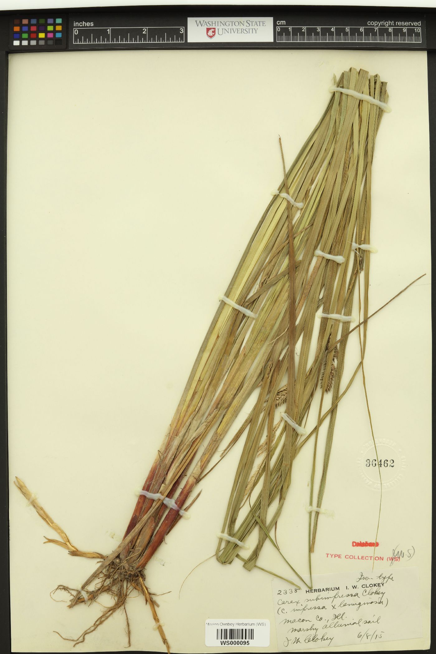 Carex × subimpressa image