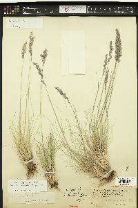Poa cusickii image