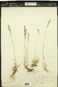 Poa curtifolia image