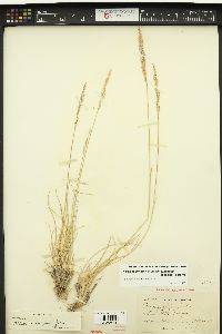 Poa secunda var. juncifolia image