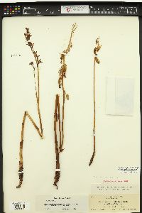 Corallorhiza maculata var. maculata image