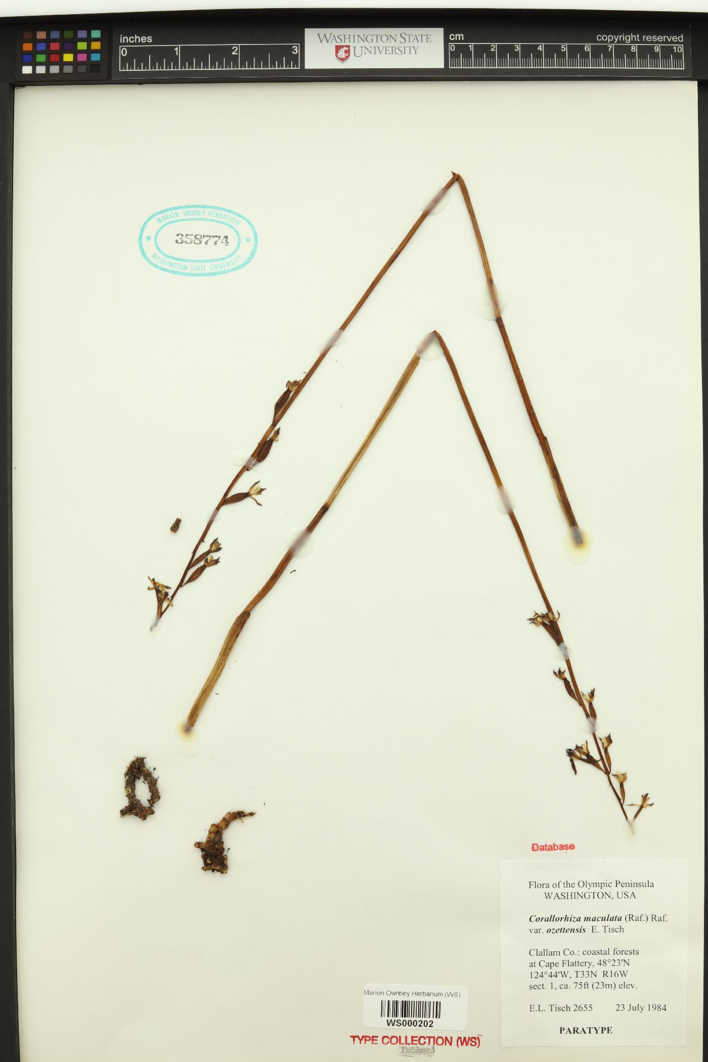 Corallorhiza maculata var. ozettensis image
