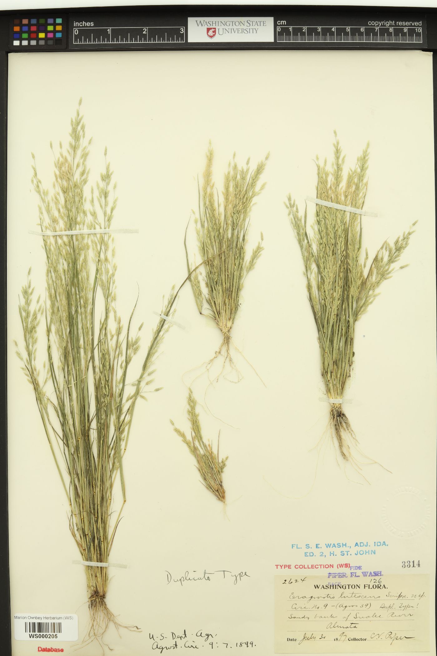 Eragrostis lutescens image