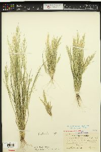 Eragrostis lutescens image