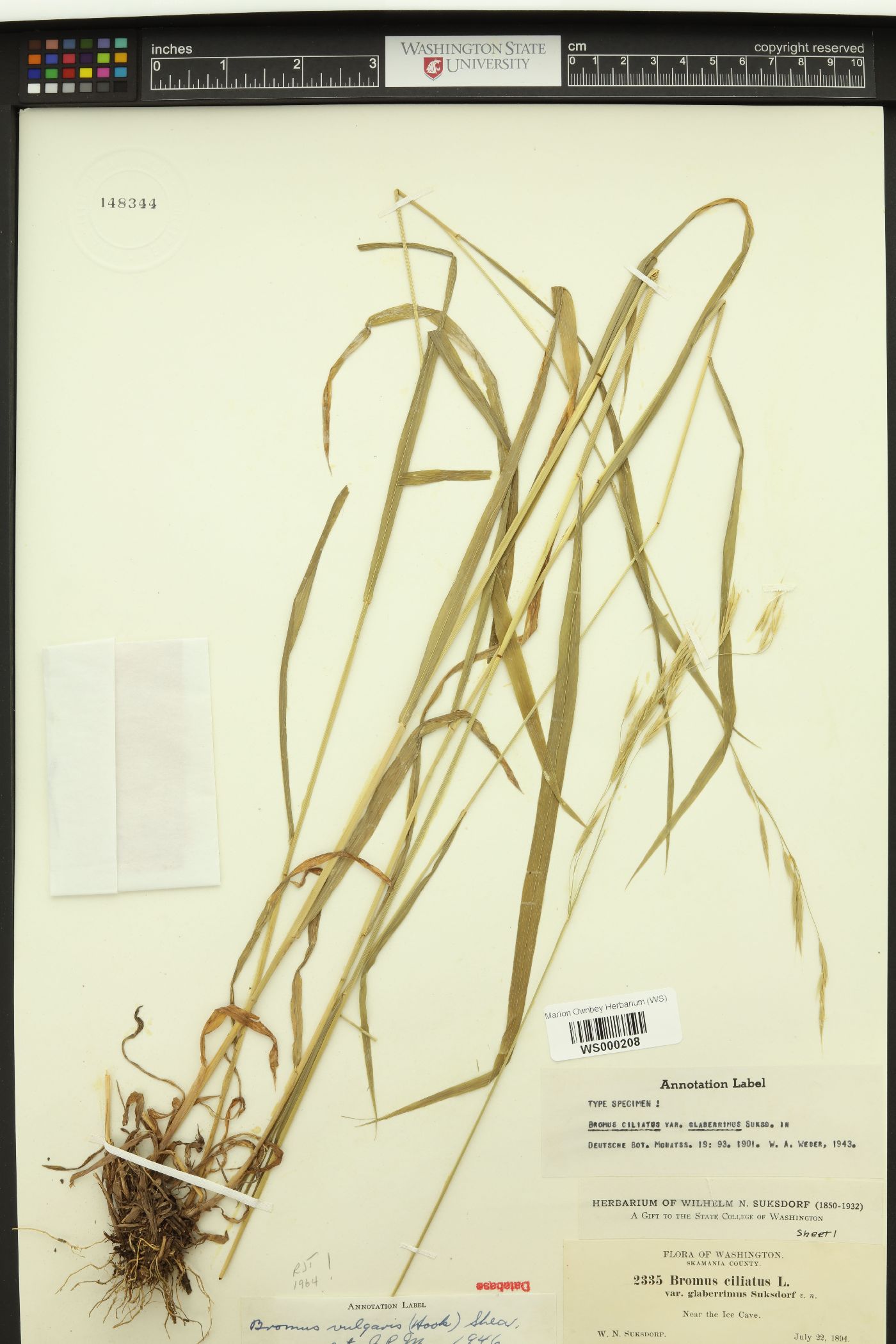 Bromus vulgaris image