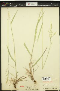 Bromus orcuttianus image