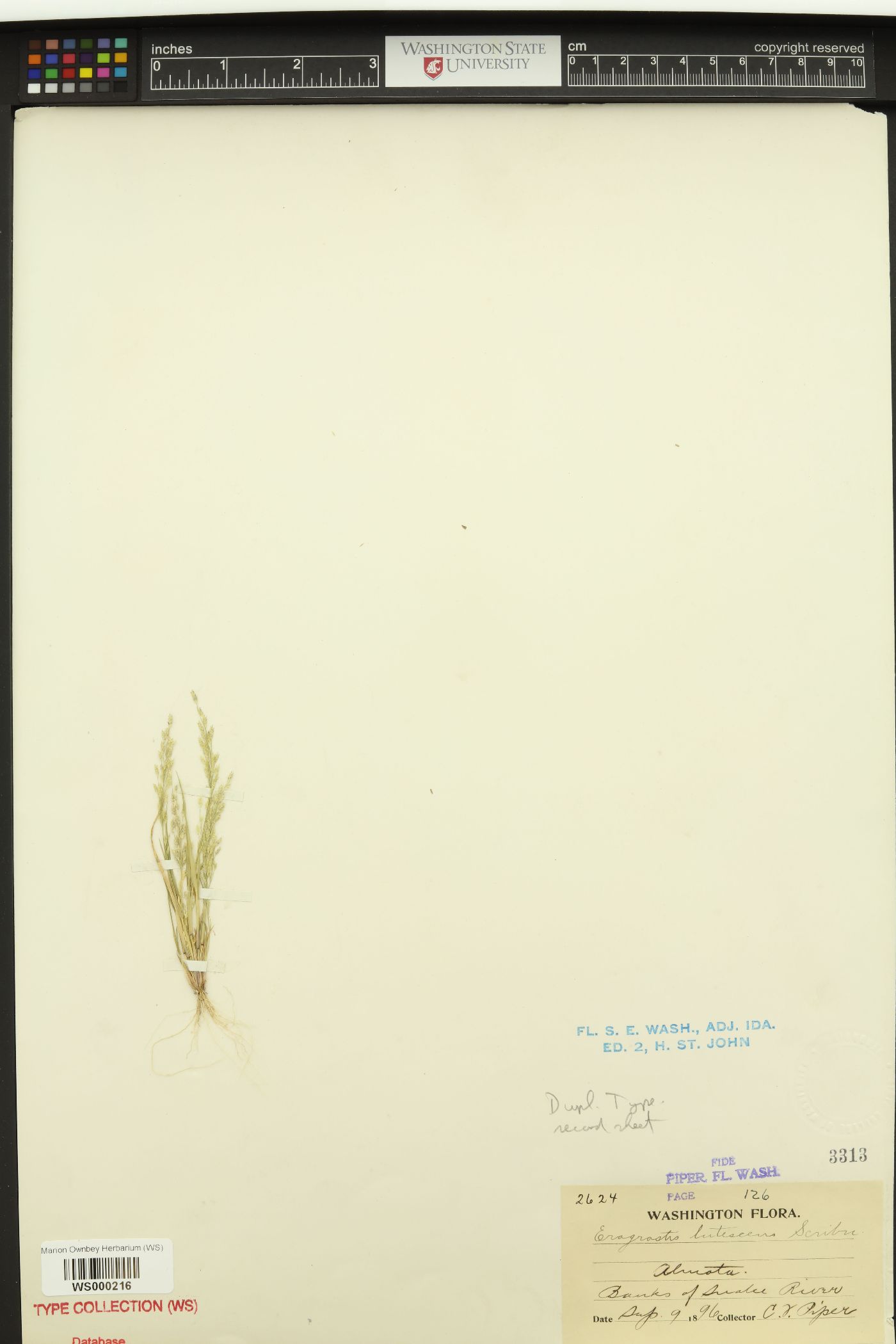 Eragrostis lutescens image