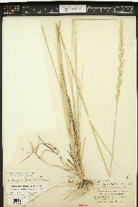 Elymus lanceolatus subsp. lanceolatus image