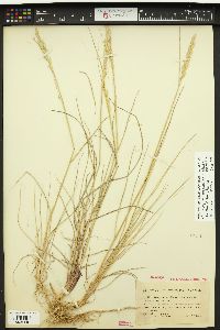 Elymus pycnanthus image