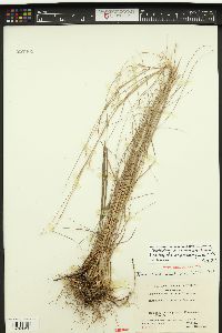 Schizachyrium rhizomatum image