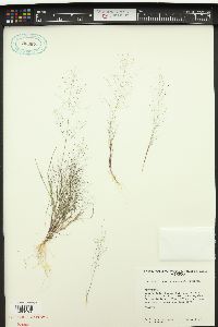 Muhlenbergia majalcensis image