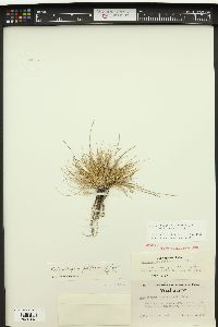 Muhlenbergia filiformis image