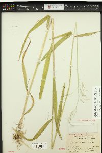 Torreyochloa pallida image