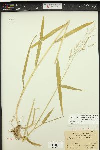 Torreyochloa pallida var. pauciflora image