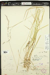 Trisetum cernuum image