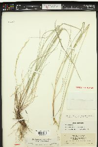 Melica harfordii image