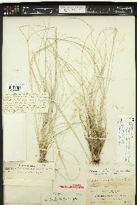 Hesperostipa comata image