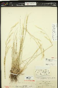 Hesperostipa comata image