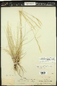 Hesperostipa comata image