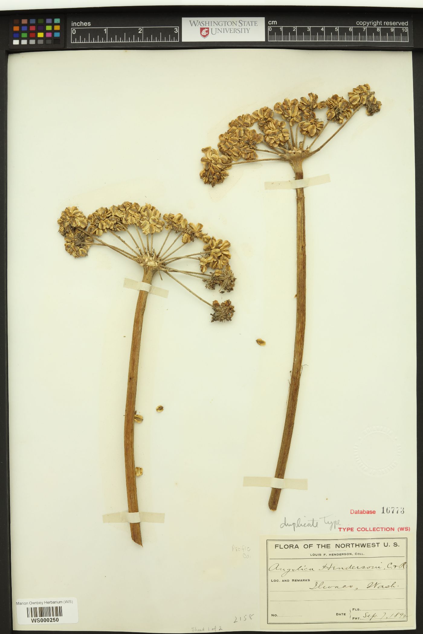 Angelica hendersonii image