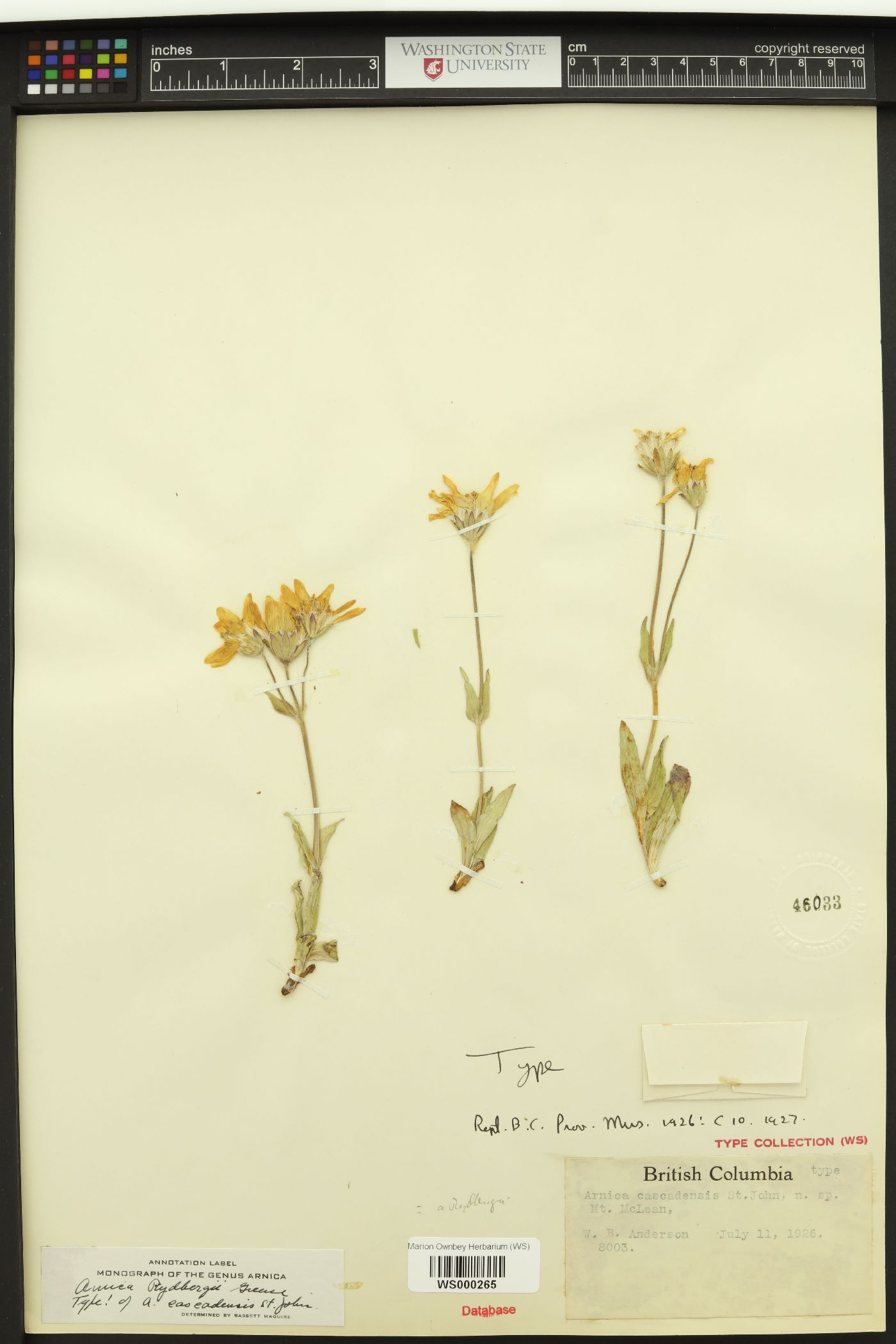 Arnica cascadensis image