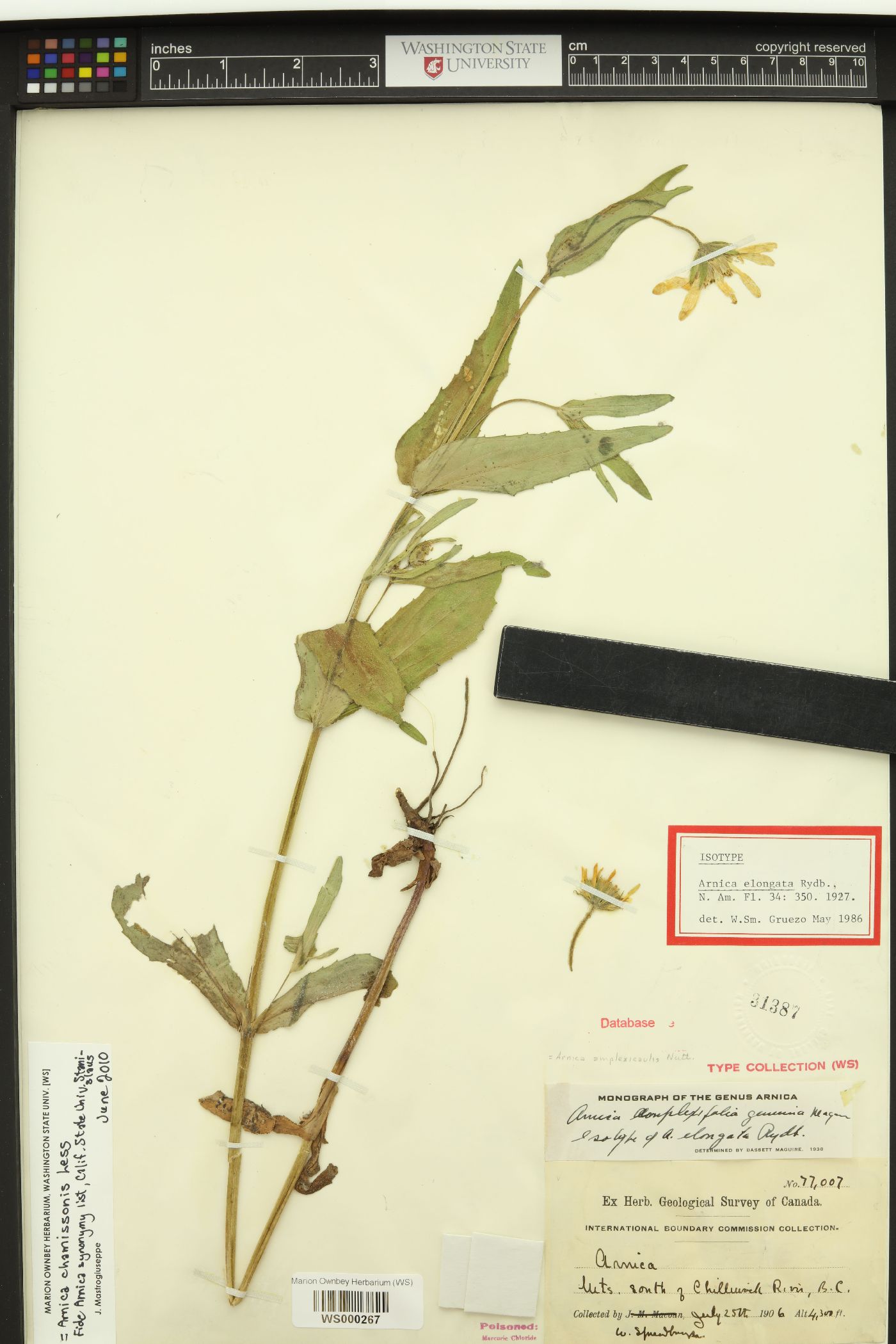 Pentacalia amplexicaulis image